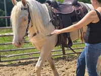 Hengst, Kentucky mountain daddle horse — Foto 7