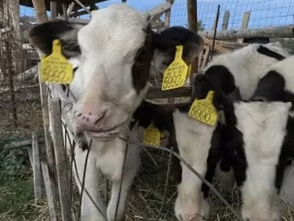 Bika, Russian Black pied cattle — Magyarország