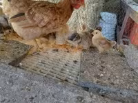 Chickens — फ़ोटो 2