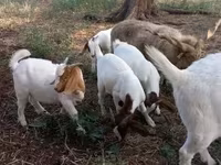 Keçi, Boer goat — foto 4