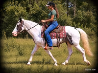 Hing, National Show Horse — 4. fotó