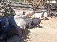 Boar, Вьетнамская вислобрюхая — photo 6