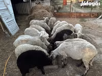 Sheep, Dorper sheep — photo 1