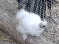 Silkie — photo 6