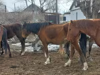 घोड़ी, Kazakh horse — फ़ोटो 6