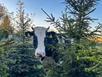 Tehén, Holstein fajta — 1. fotó