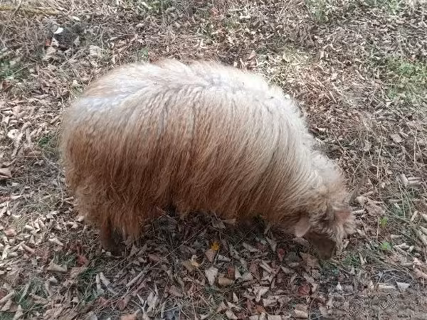 Brebis, Racka sheep — Hongrie