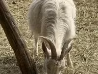 母山羊, Goats — 照片 4