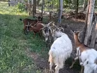 बकरा, Alpine goat — फ़ोटो 4