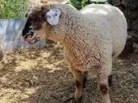 公羊, White Suffolk sheep — 照片 2