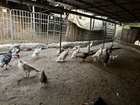 Turkeys — 5-сурет