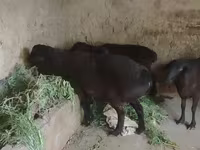 Owca, Owce — zdjęcie 2