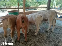 أبقار (دفعة، الجنس غير محدد), Simmental cattle — الصورة 5