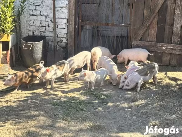 Boar, Pigs — Hungary
