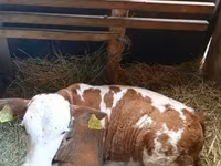 Vaca, Raza gris húngara — foto 2