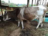 Cow, Simmental cattle — photo 6