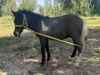 Mare, Australian Pony — photo 2