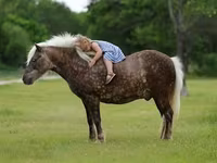 Caballo, Caballos — foto 1