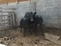 Tehén, Latvian Blue cattle — 2. fotó