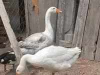 Geese — 照片 4