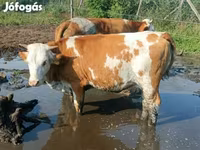 Vaca, Simmental cattle — foto 3