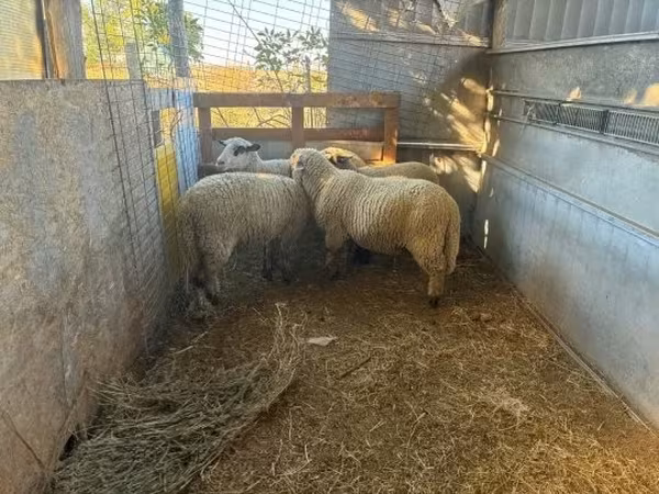 Carnero, Ovejas — Hungría