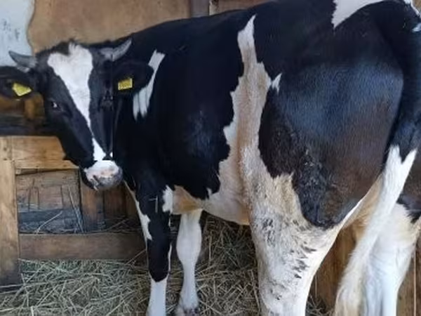 Cow, Holstein breed — Hungary