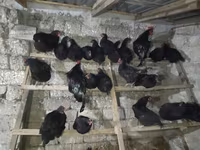 Australorp — photo 8