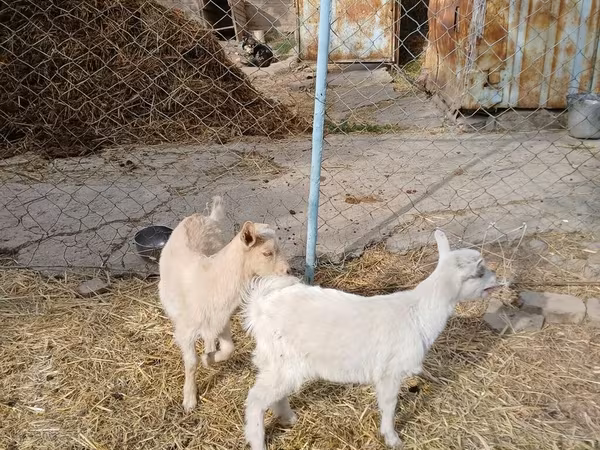 Nőstény kecske, Saanen goat