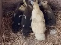 Ducks — photo 3