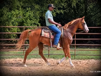 Hing, American paint horse — 6. fotó
