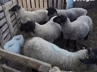 Juh, White Suffolk sheep — 4. fotó