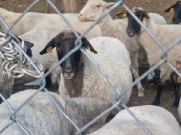 母羊, Tsigai sheep