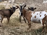 Billy Goat, Goats — photo 2