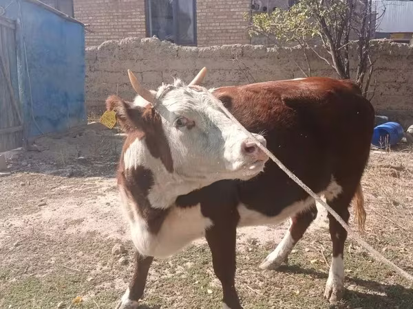 Kuh, Latvian Blue cattle