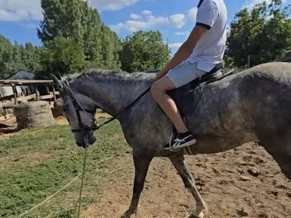 Koń, Lipizzaner