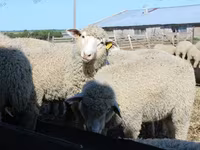 Carneiro, Kuibyshev sheep — foto 1