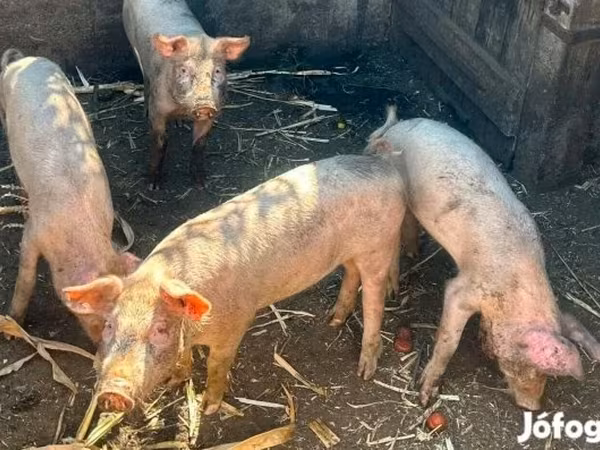 Boar, Крупная белая