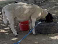 Baran, Dorper sheep — zdjęcie 4