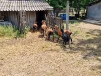Widder, Cameroon sheep — Foto 4