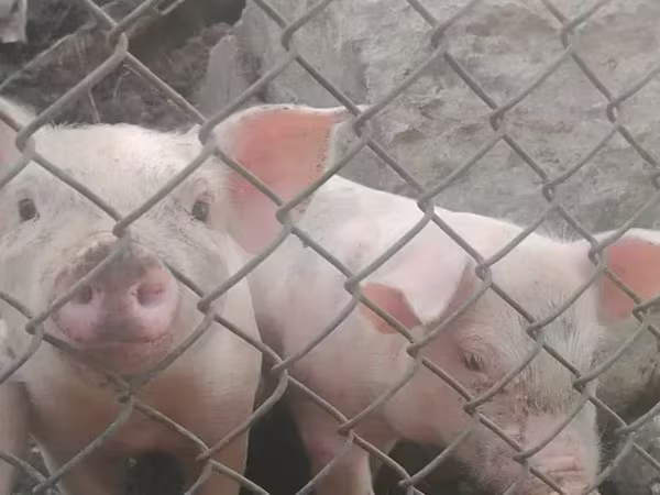Sow, Pigs