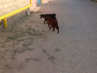 تيس, الماعز — الصورة 1