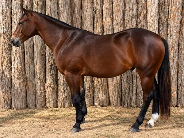 Horse (M), Quarter Horse