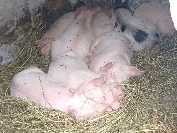 Boar, Pigs