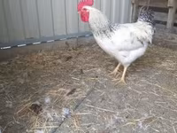 Chickens — الصورة 2