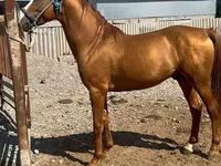 Caballo, Russian Don — foto 1