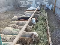 Sheep, Sheep — photo 2