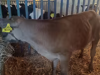 Bika, Simmental cattle — 5. fotó