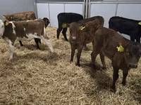 Tehén, Simmental cattle — 4. fotó