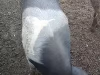 Sow, Pigs — photo 2